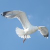 morphbox: (seagull)