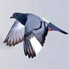 morphbox: (pigeon)