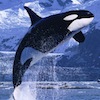 morphbox: (orca)